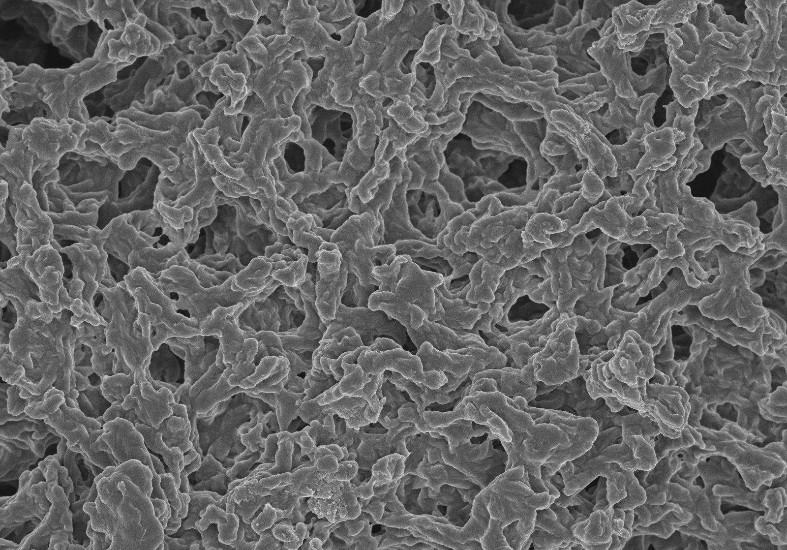  Microscopic image of membrane