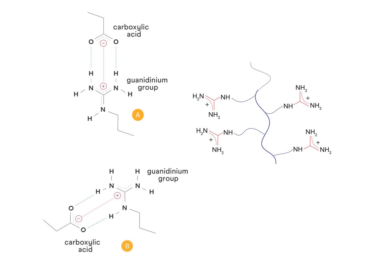 Line art illustration of guanidinium ligand