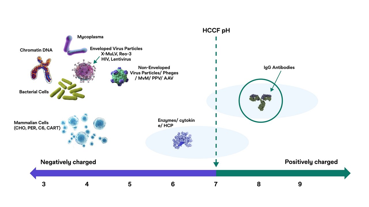 Infographic of various molecules separated by charge