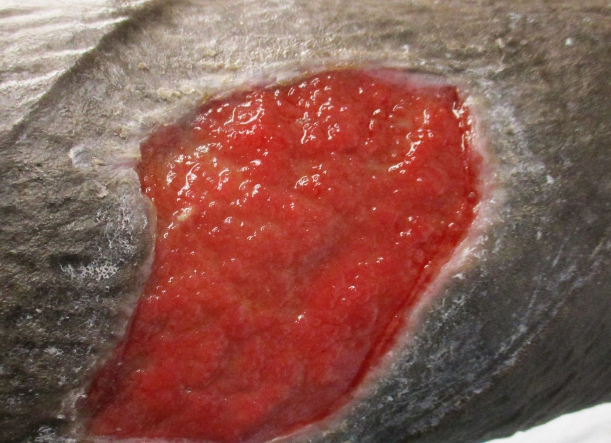 Moist (Just Right) Tissue  JPG