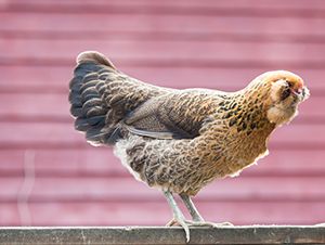 Chicken Breeds Choose The Breed That S Best For You Murdoch S