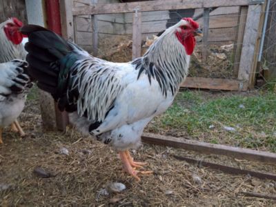Chicken Breeds Choose The Breed That S Best For You Murdoch S