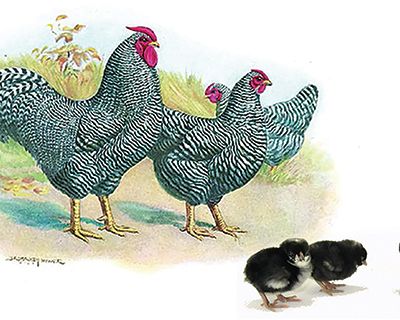 Chicken Breeds