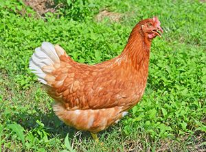 large cockerel, A big boy, believed to be a Brahma, jans canon