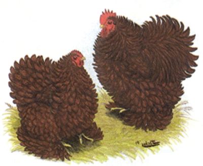 Chicken Breeds