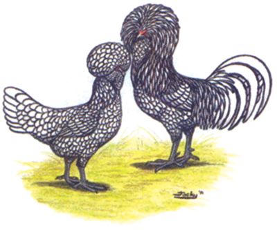 Chicken Breeds Choose The Breed That S Best For You Murdoch S