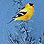 Sky Blue/Goldfinch