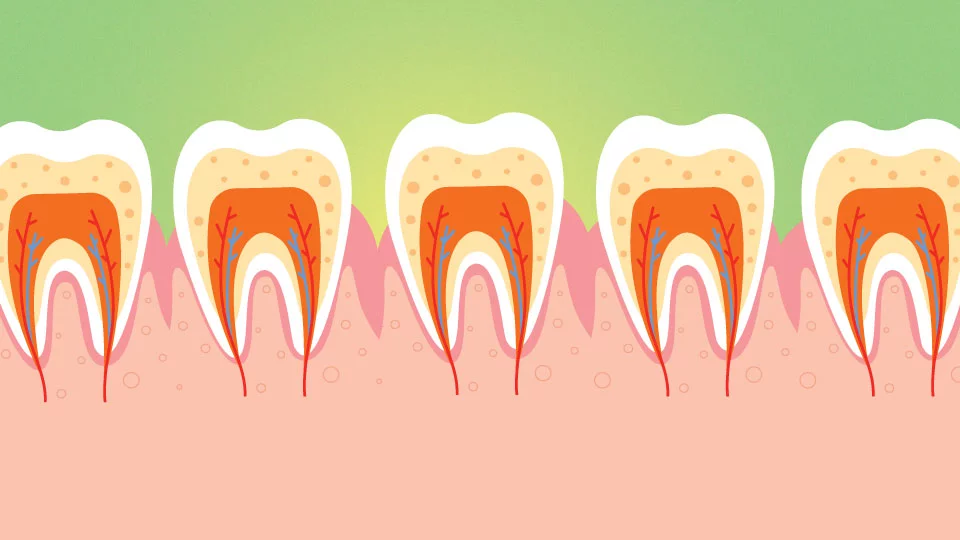 a set of teeth with nerves connected to the gums