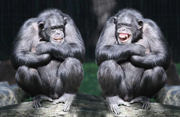 Two chimpanzees having fun sitting side by side