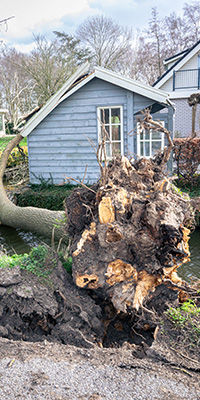 a tree on its side, with the tree roots pulled from the ground, laying in the yard of a house