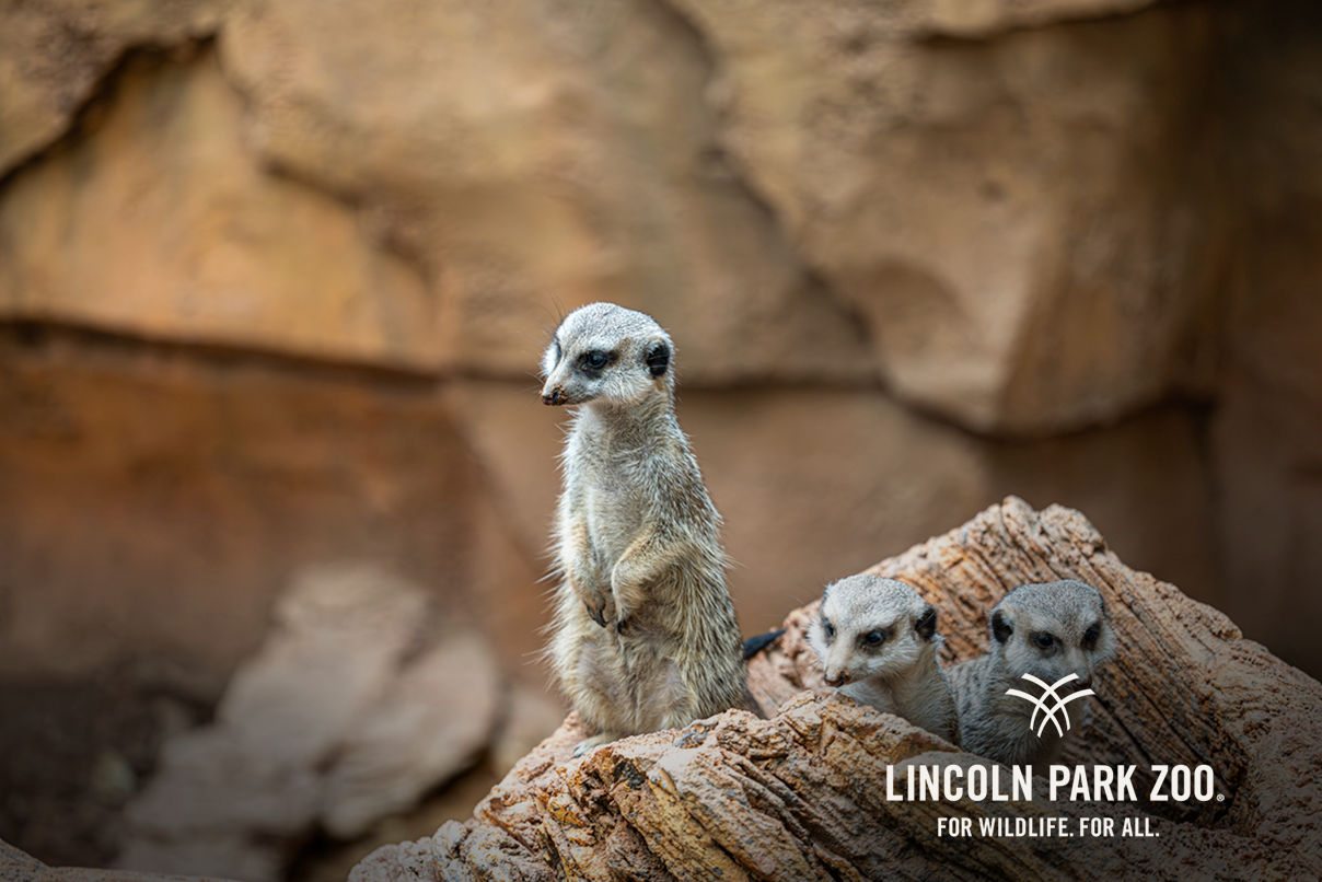 Historic Lincoln Park Zoo Builds a Sustainable Future with Smarter HR