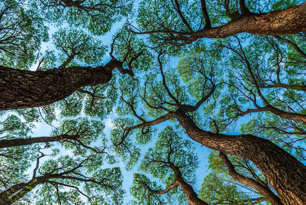 Seeing the Wood for the Trees: A Pragmatic Approach to Biodiversity for Investors and Issuers
