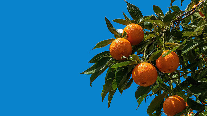 Agriculture Landscape: January 2026