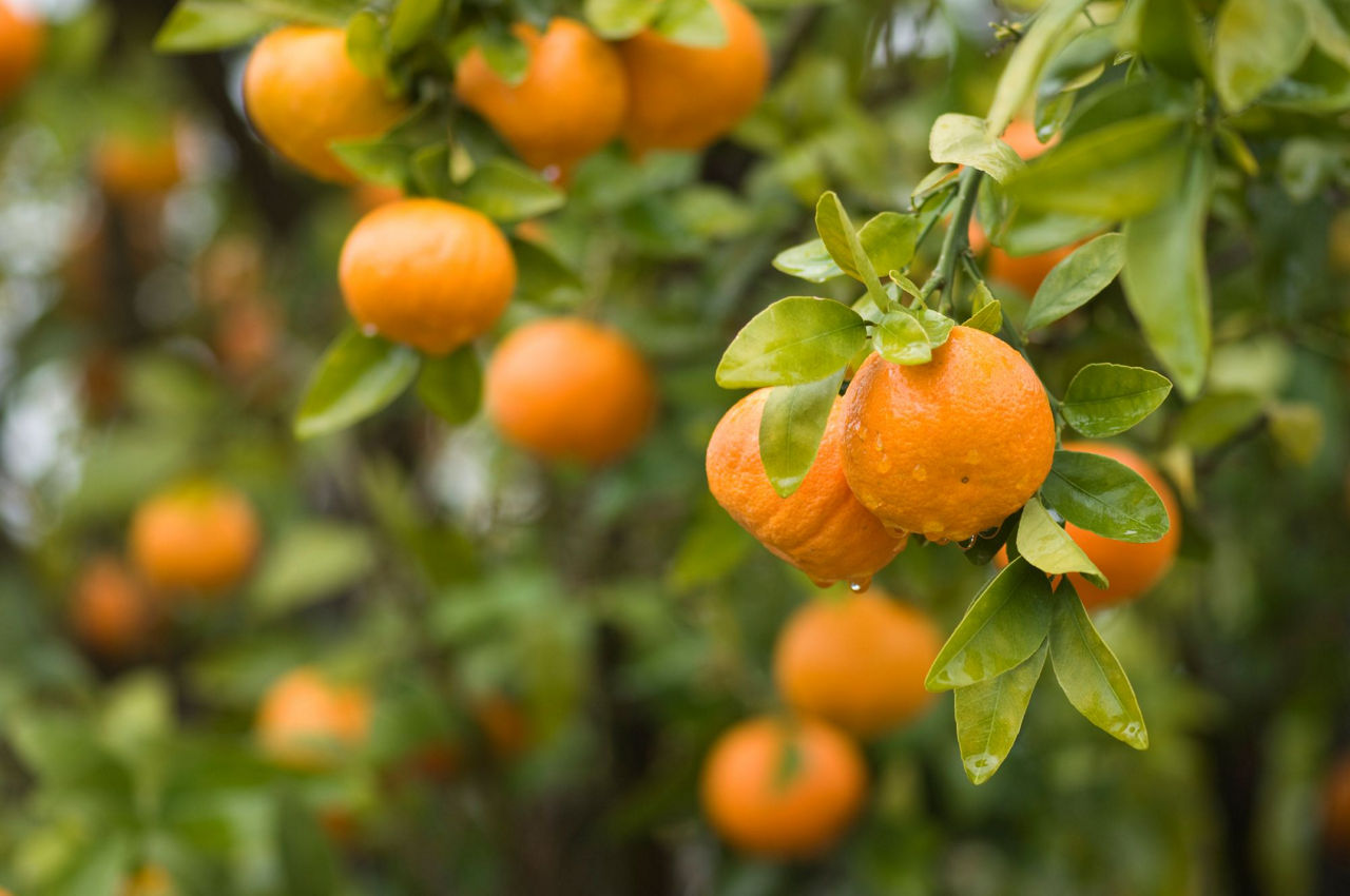 Agriculture Timber Market Update