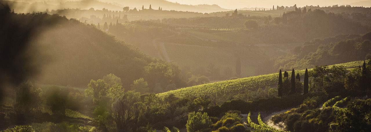 Marchesi Antinori SpA