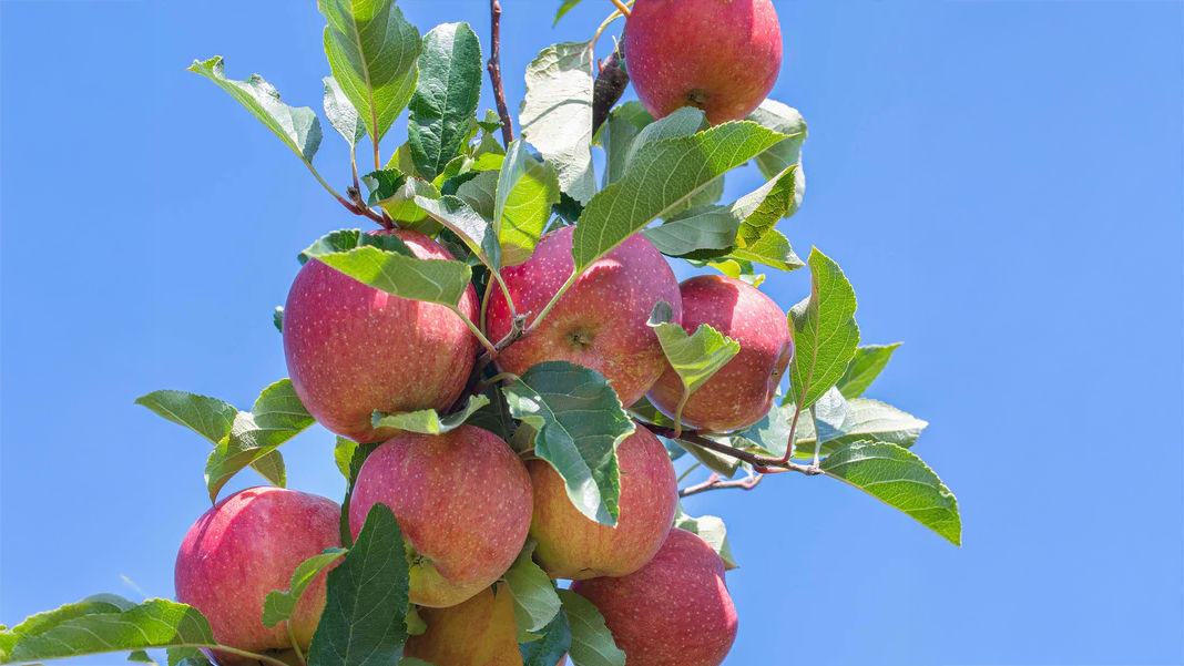 Diversifying portfolio credit exposures  with privately financed farm loans