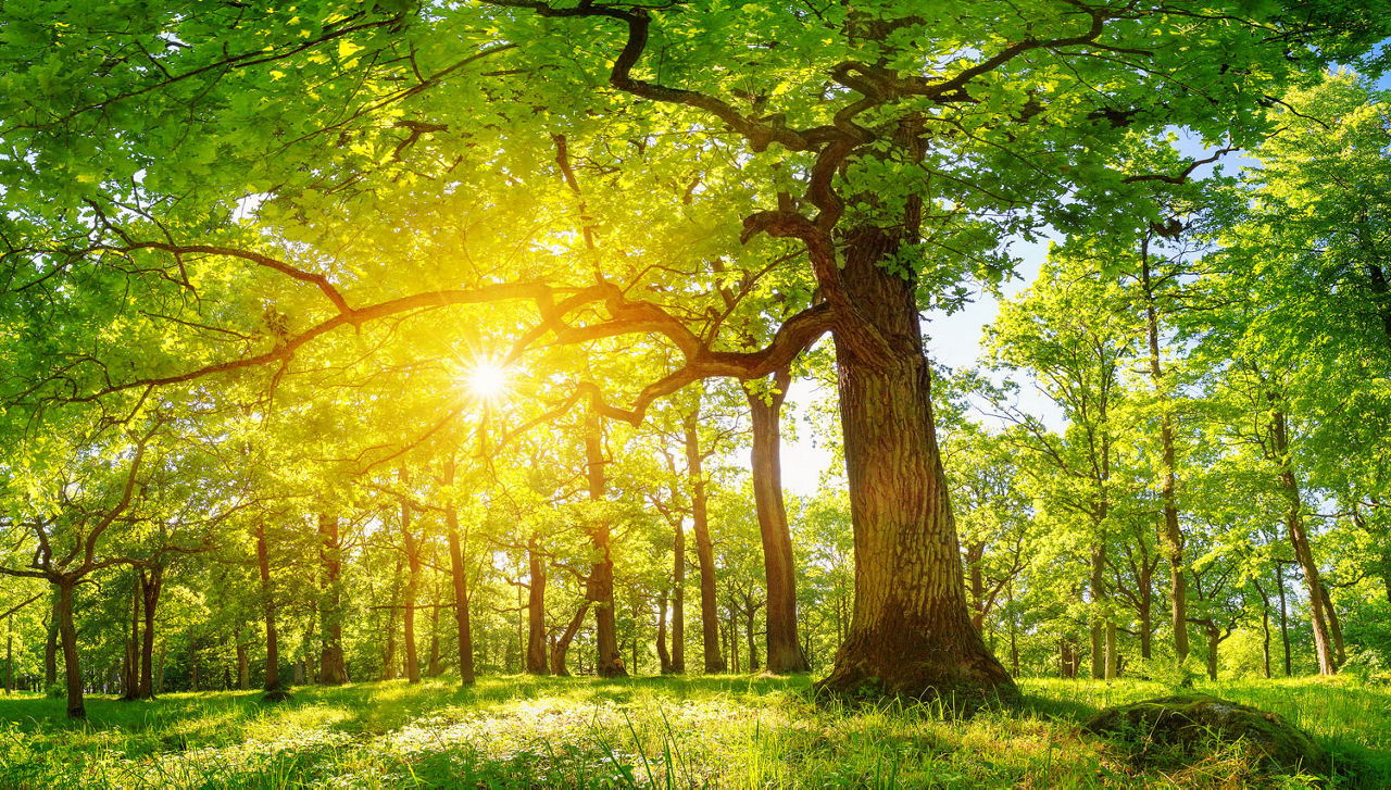 old oak tree foliage in morning light with sunlight