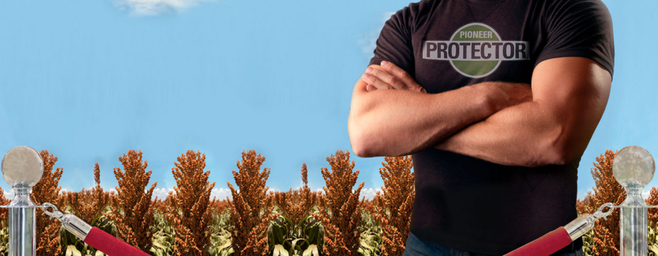 Ahora tu sorgo sí está protegido
