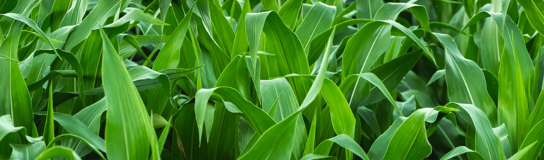 Banner Caribe Colombia