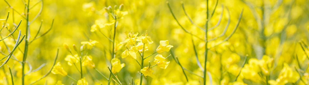 Pioneer Canola