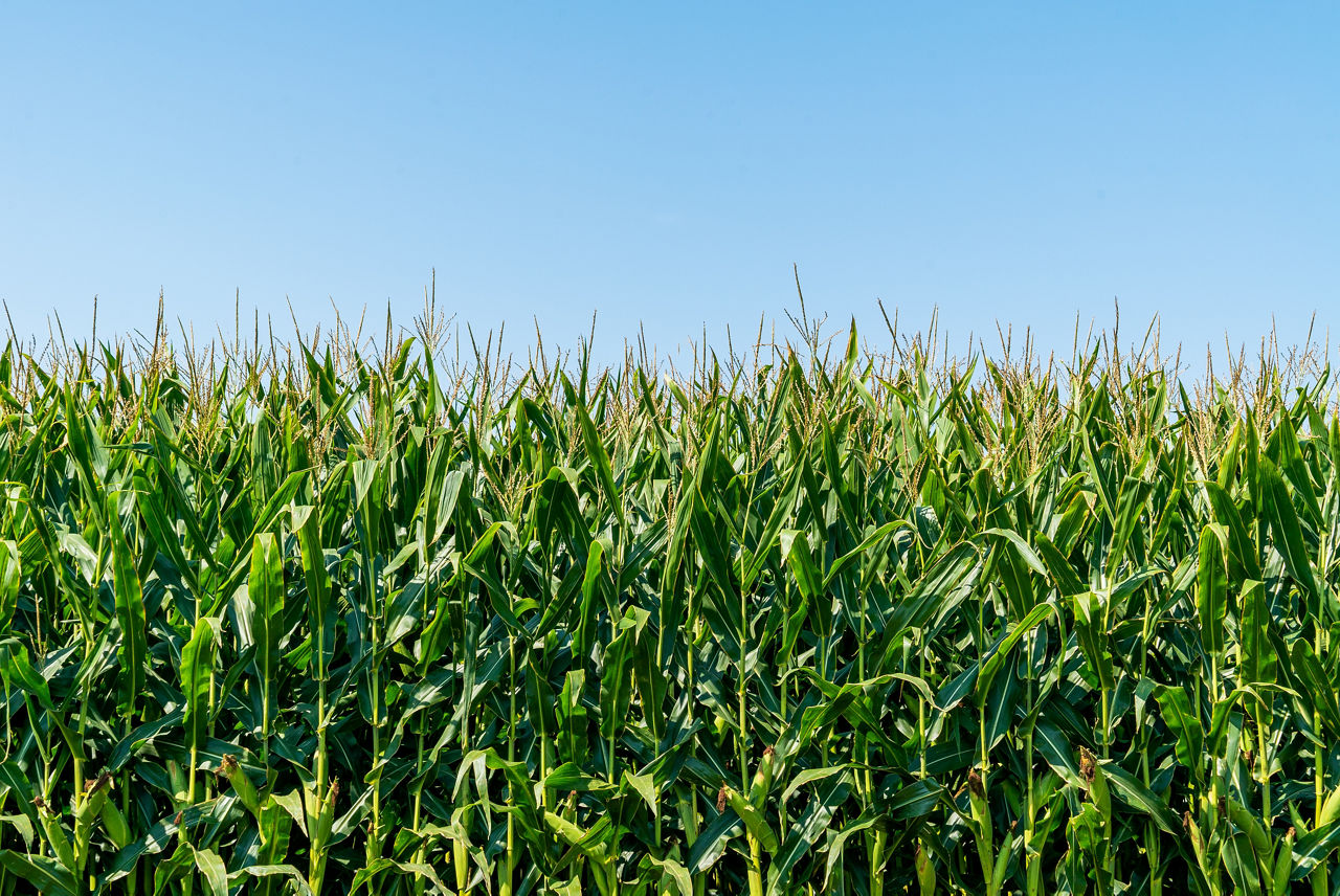 Corn Stalks in field with clear blue sky