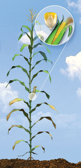 R5 Corn Growth Stage