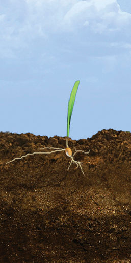 VE - V1 Corn Growth Stages
