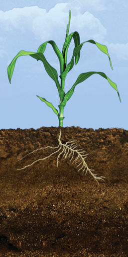 V3 Corn Growth Stage