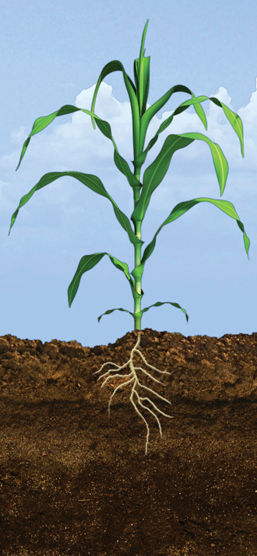 V6 Corn Growth Stage