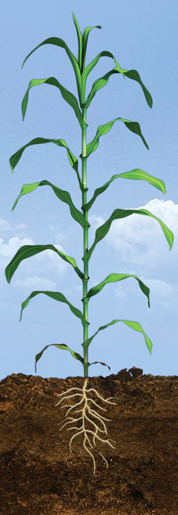 V12 Corn Growth Stage