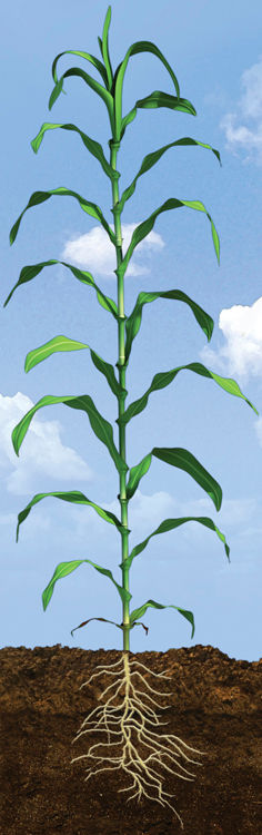 V18 Corn Growth Stage