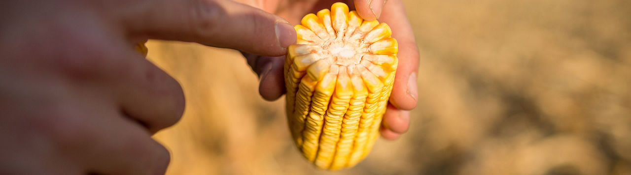 Corn_Harvest_Minnesota