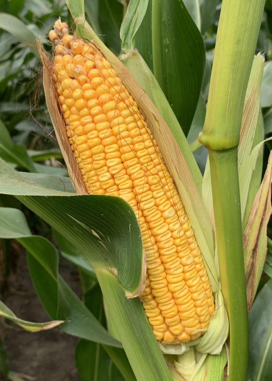 Corn_Image
