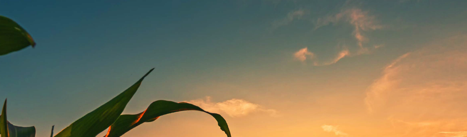 Fondo-3