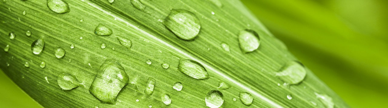 Green leaves