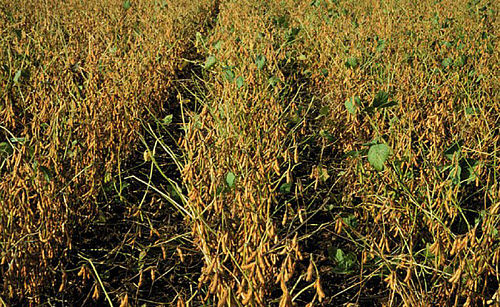Field view of soybeans with green stem syndrome.