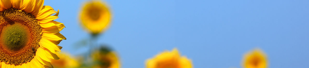 Header_4_IMG_Corteva