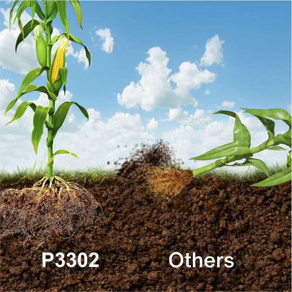 Good shelling & Adaptable