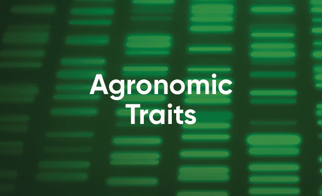 Agronomic Traits 