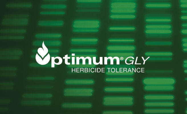 Optimum Gly logo