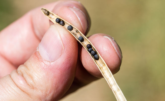 seeds in a canola pod