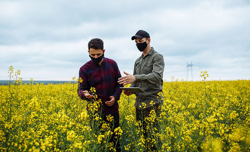 two men inspecting canola plant in field