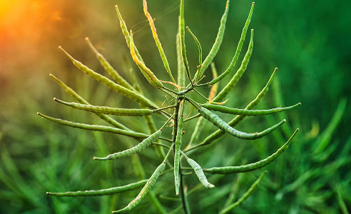 canola pod close up
