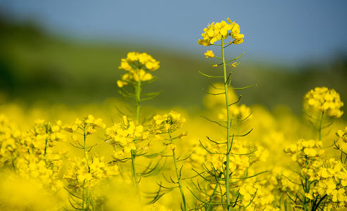 canola plants in field