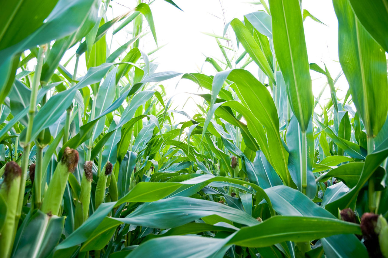 Food-Grade Corn