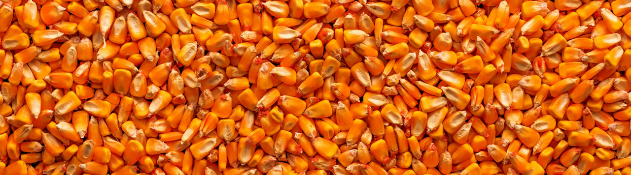 Grano de Maiz