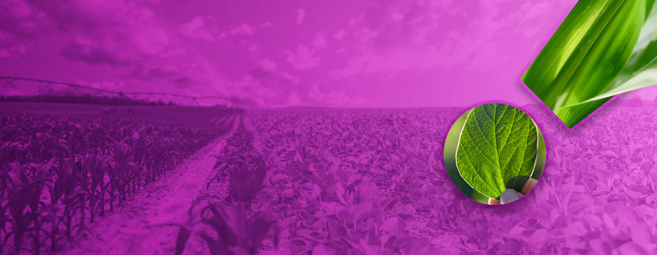 Get Alerted to Diseases Near Your Fields