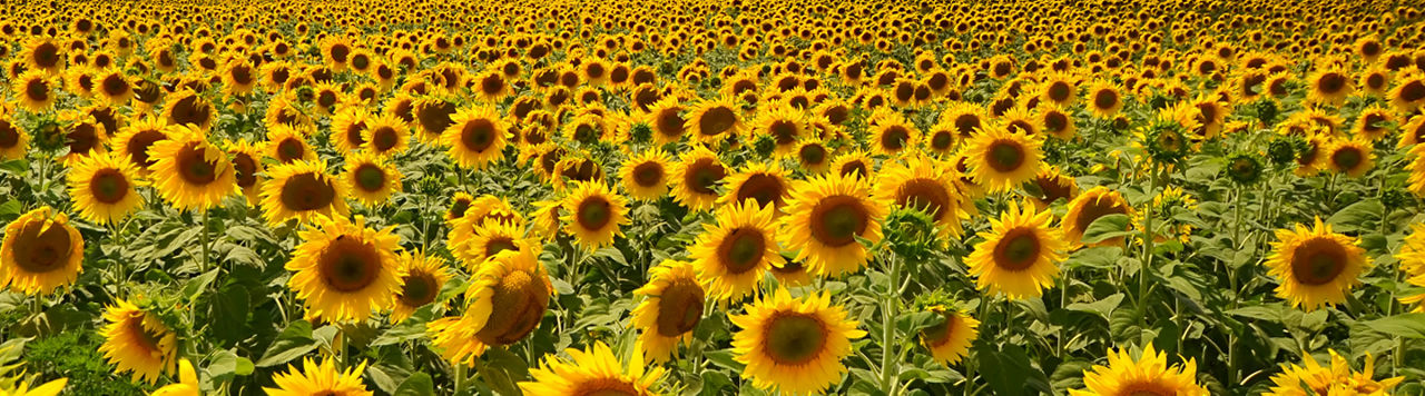 Girasoles