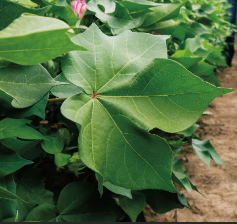 cotton plant