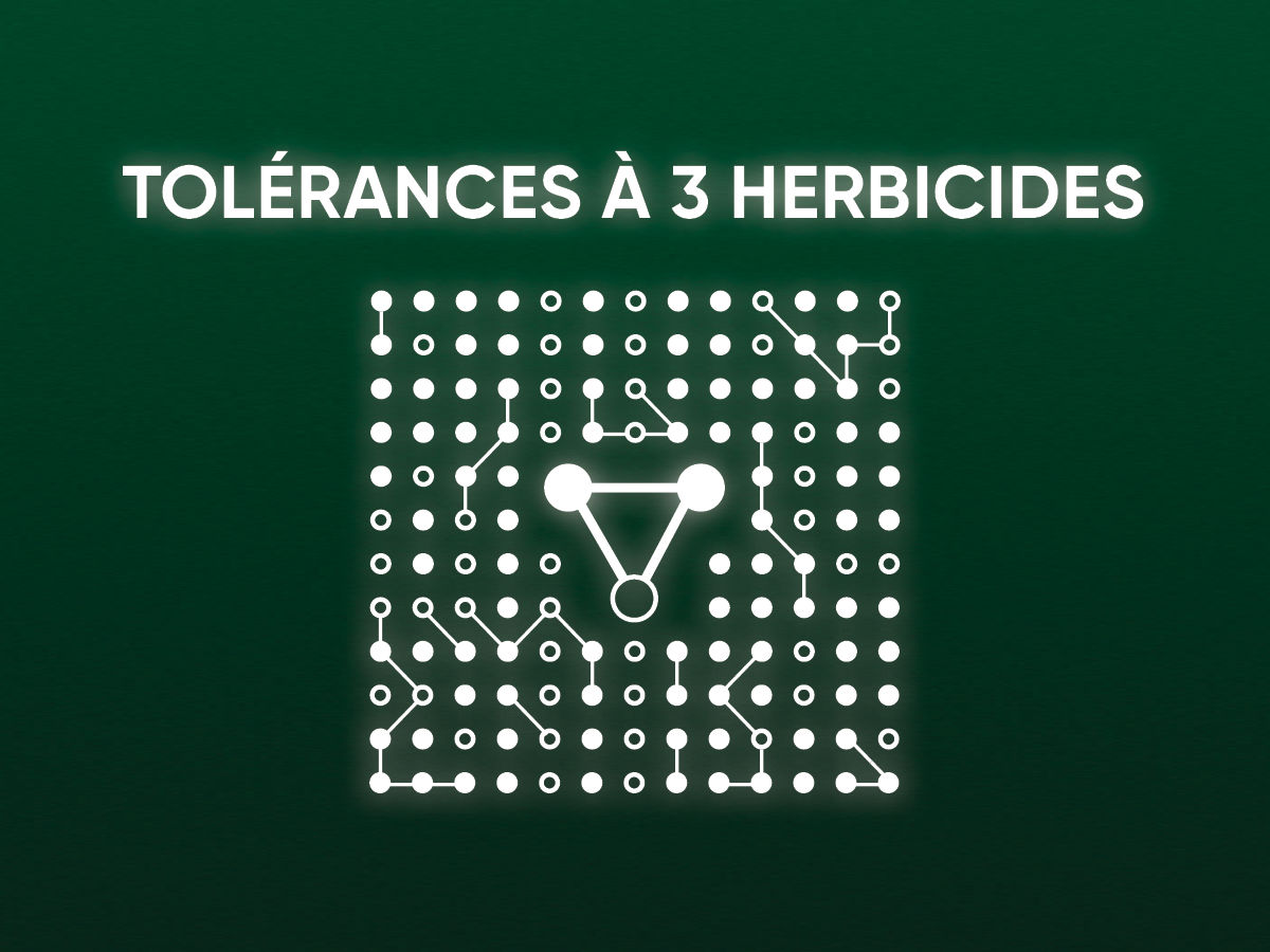 Tolérance élevée aux herbicides